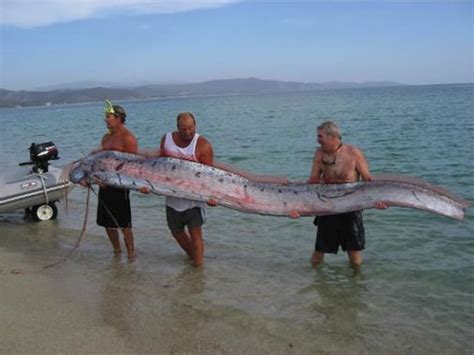 Giant Oarfish