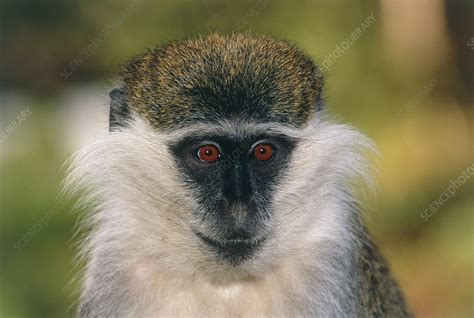 Grivet monkey - Stock Image - Z910/0130 - Science Photo Library