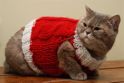 Literally Just 10 Festive Photos of Cats in Tiny Christmas Sweaters ...