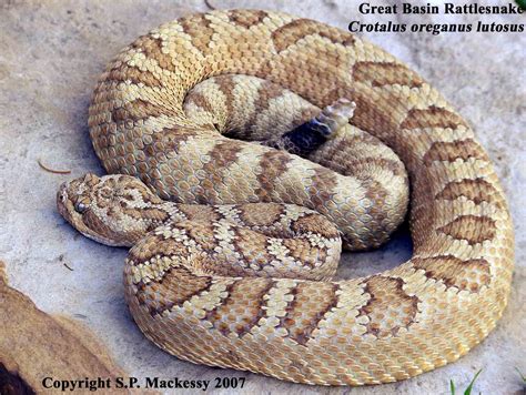 Crotalus oreganus lutosus (Great Basin Rattlesnake) | Snake ...