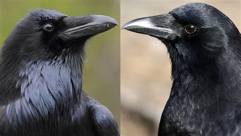 Raven vs Crow: How to Tell the Difference — A Definitive Guide