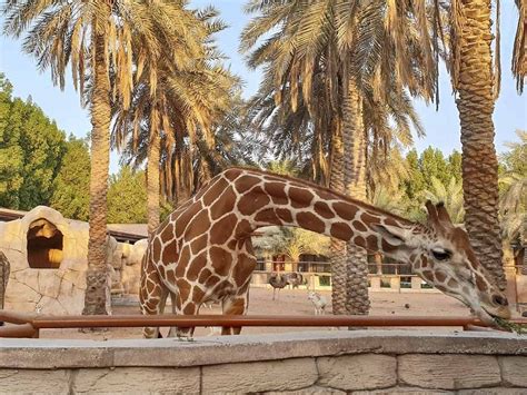 Emirates Park Zoo, Abu Dhabi - Timings, Entry Fee, Best Time to Visit