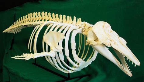 Image - Beluga Skeleton.jpeg | Cryptid Wiki | FANDOM powered by Wikia