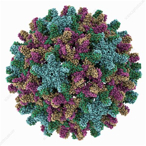 Hepatitis B virus capsid, molecular model - Stock Image - C054/8484 ...