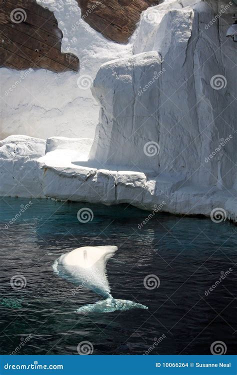 Beluga whale in captivity stock photo. Image of blowhole - 10066264