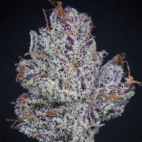 Truffle Cake (Fem) NEW Gold Pack - Insane Seeds