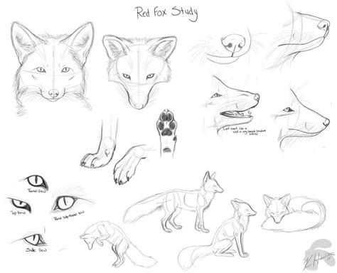 Fox drawing sketches, Fox drawing tutorial, Fox drawing