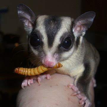 Sugarglider.com - Gliderpedia - Diet