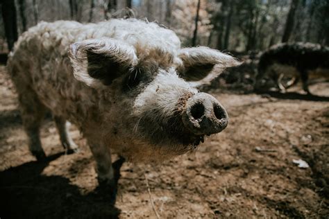 The History of Mangalitsa Pigs | Hackmatack Farm