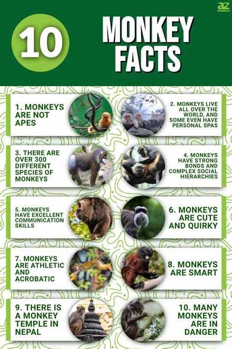 10 Incredible Monkey Facts - A-Z Animals