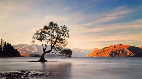 Everything there is to know about ThatWanaka Tree, or #thatwanakatree