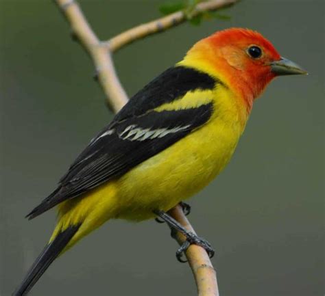Western Tanager - She Flew Birding Tours