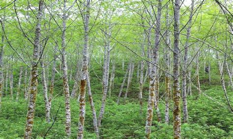 Monthly Species Feature: Red Alder - Mayne Island Conservancy