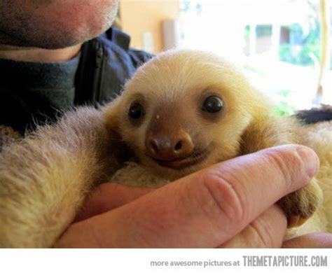 newborn baby sloth | Cute baby sloths, Baby sloth, Sloth photos