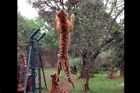 This Video Of A Tiger Jumping In Slow Motion Will Blow Your Mind