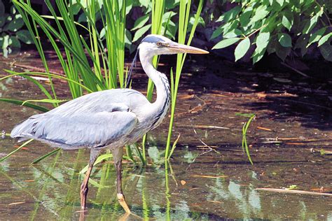 Free Images : water, bird, wildlife, beak, fauna, plumage, wetland ...