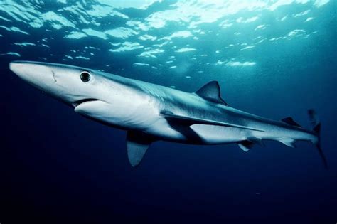 10 Types Of Sharks Responsible For Human Attacks