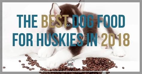 What Is The Best Dog Food For Huskies In 2021?