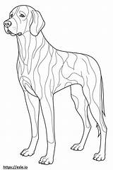 Bluetick Coonhound Full Body coloring Page sketch template