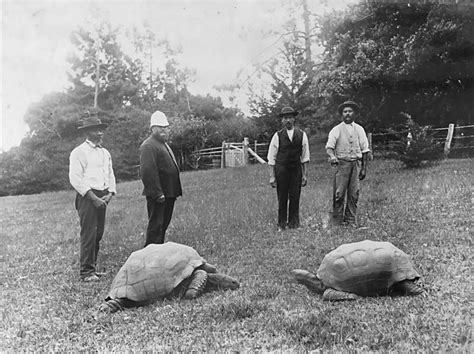 File:Jonathan and another tortoise, St Helena.png - Wikimedia Commons