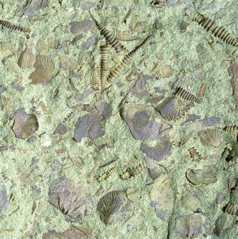 Assemblage Of Ordovician Fossils Photograph by Sinclair Stammers/science Photo Library - Fine ...