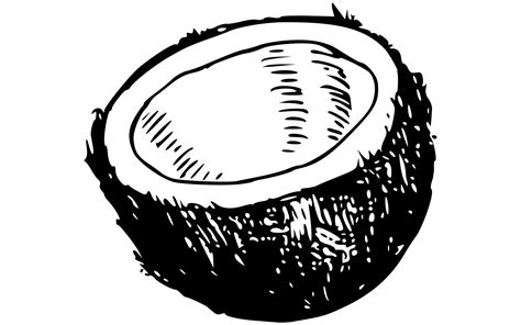 19 Free Shocking Coconut Clipart | Coconut, Food coloring pages, Clip art