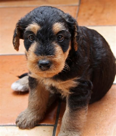 Airedale Puppies For Sale In Michigan - Breed Information Terrier Club Of Michigan / Welcome to ...