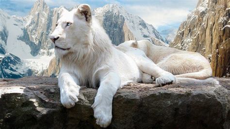 Wallpapers HD White Lion - Wallpaper Cave