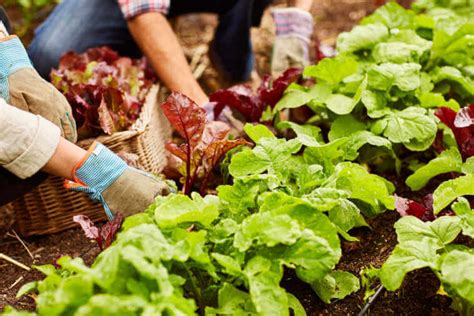 Harvesting Greens | Kellogg Garden Organics™