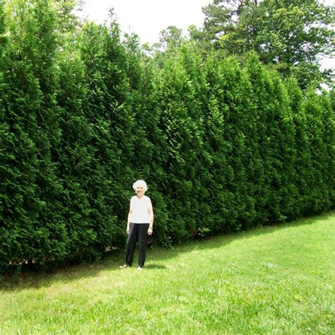 Thuja Green Giant Hedge | ubicaciondepersonas.cdmx.gob.mx