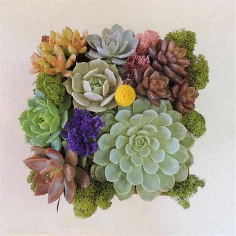 Cactus Arrangements For Sale [#1 Cacti Delivery Boutique] | Succulent ...