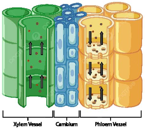 Diagram Showing Vascular Tissue System In Plants Cell Illustration Vessel Vector, Cell ...