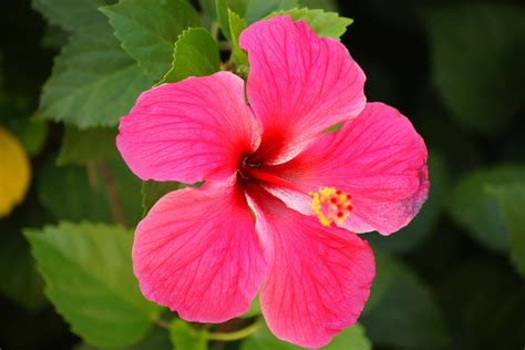 Pink hibiscus in bloom in close up photography HD wallpaper | Wallpaper Flare