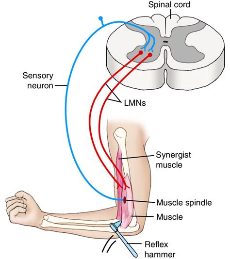 What is Muscle Memory? How Does it Control Movement and Posture?