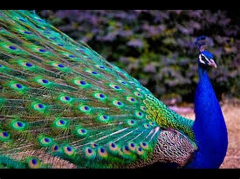 Peacock - one of the most beautiful birds - YouTube