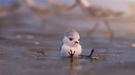 Explore Concept Art & Stills from Pixar Short ‘Piper’ | Animation World Network