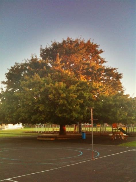 Learning for Life: Our Oak Tree