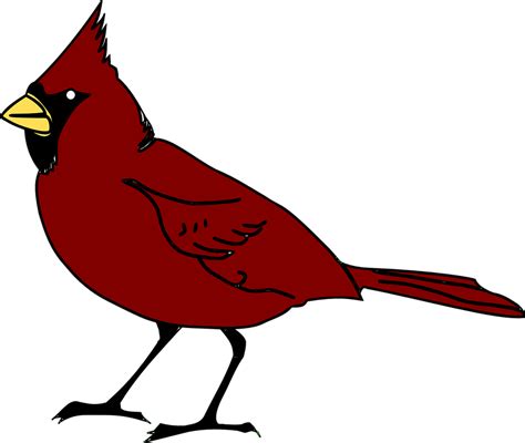 Free vector graphic: Cardinal, Bird, Beak, Species, Red - Free Image on Pixabay - 41016