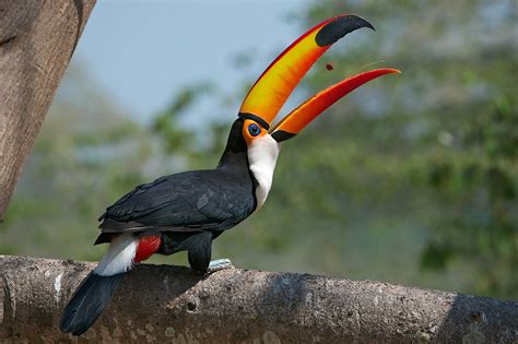 Toco Toucan Info And Pictures | All Wildlife Photographs