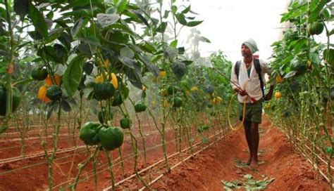 Capsicum Cultivation (Bell Pepper) Information Guide | Asia Farming