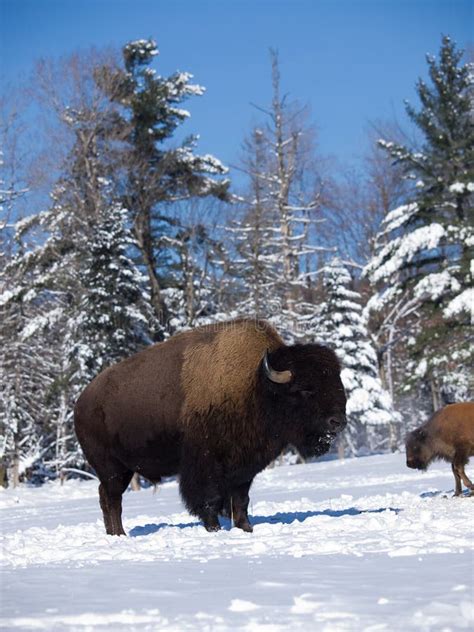 Buffalo In Winter Royalty Free Stock Photos - Image: 22947498