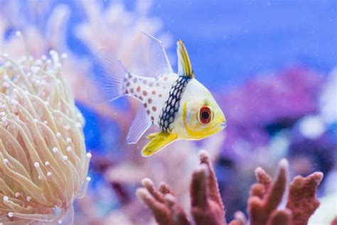 Pajama Cardinalfish: Care | Breeding | Feeding and Cost – Fishkeeping Forever