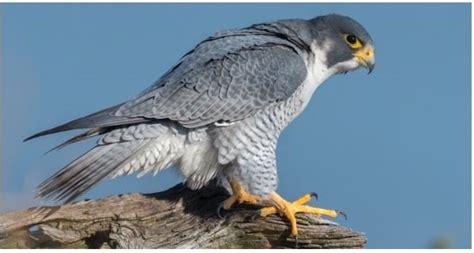 3 Types of Falcons That Live in Arkansas! (2024) - Bird Watching HQ