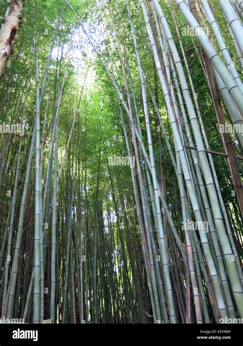 Bamboo Forest, Leaming's Run Gardens, Swainton, New Jersey, USA Stock ...