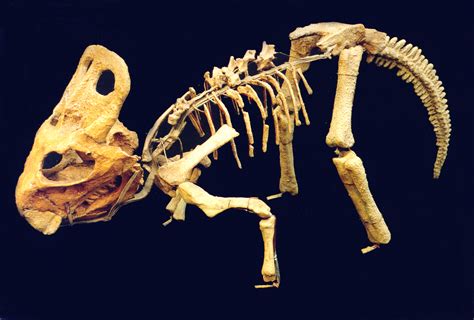 Protoceratops Skeleton