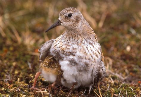 Least Sandpiper - Calidris minutilla | Wildlife Journal Junior