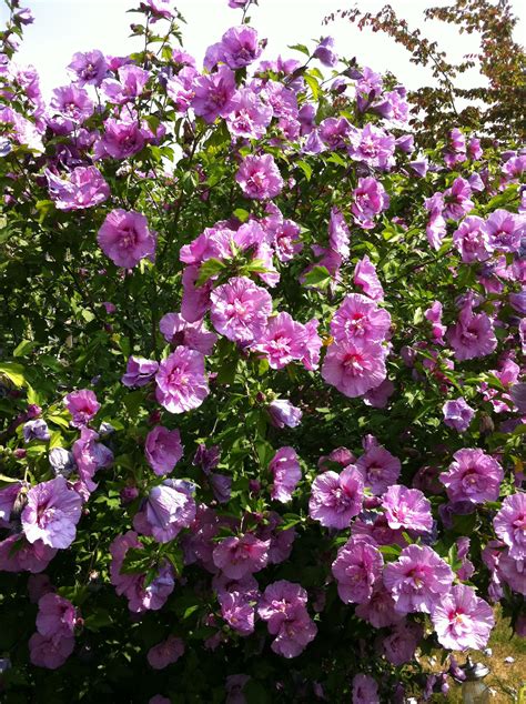 Hibiscus | Plants, Hibiscus, Garden