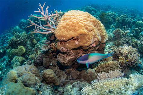 parrotfish - Great Barrier Reef Diving