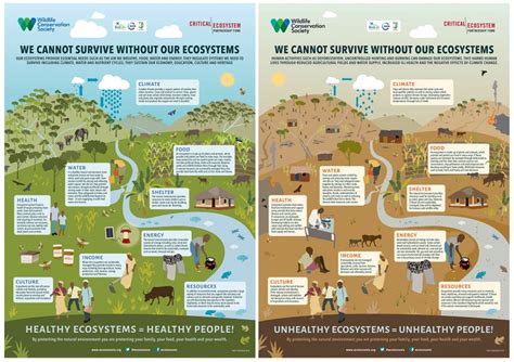 How Does Biodiversity Relate To The Health Of An Ecosystem - healthy