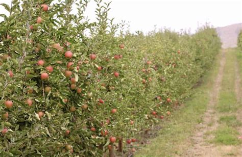 Pink Lady Apples: A Guide To The Cripps Pink Variety